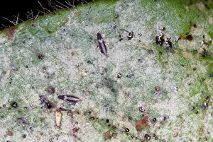Terebrantia: Adult thrips on leaf showing characteristic silvering