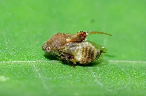 Tube: Adult Tube Spittlebug with scutellar spine on leaf - West Ba