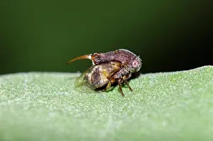 Spine: Adult Tube Spittlebug with scutellar spine on leaf - West Ba