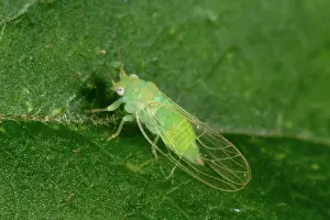 Mali: Adult Winged Apple Sucker