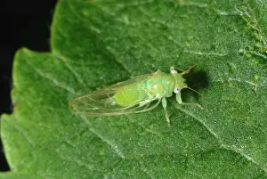 Mali: Adult Winged Apple Sucker