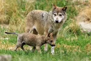 Wolf: An adult wolf with a wolf pup in the grassland
