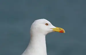 Cachinnans: Adult Yellow-legged Gull / Caspian Gull