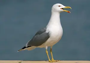 Cachinnans: Adult Yellow-legged Gull / Caspian Gull