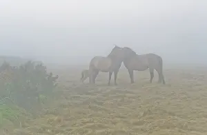 Loving: Horse