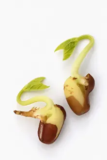Adzuki: Adzuki bean