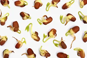 Adzuki: Adzuki bean