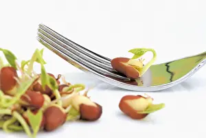 Adzuki: Adzuki bean