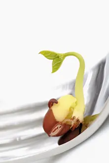 Adzuki: Adzuki bean