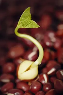 Adzuki: Adzuki bean