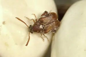 Coleopteran: Adzuki bruchid