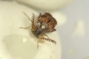 Coleopteran: Adzuki bruchid