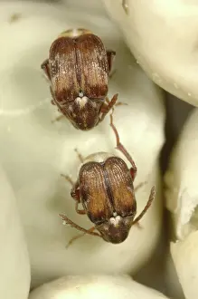 Coleopteran: Adzuki bruchids