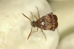 Coleopteran: Adzuki bruchids