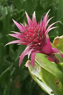 Fasciata: Aechmea fasciata - bromeliad family, native of Brazil