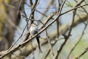 Romania: Aegithalos caudatus, Tulcea, Romania