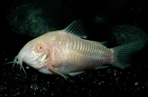 Catfishes: AENEUS CATFISH - Albino