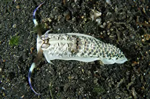 Cerata: Aeolid Black-banded Cerberilla Nudibranch