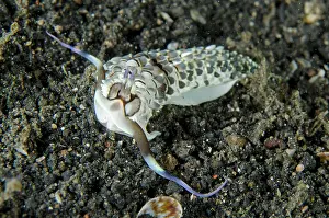 Cerata: Aeolid Black-banded Cerberilla Nudibranch