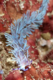 Cerata: Aeolid Nudibranch