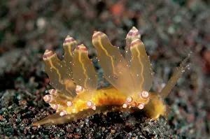 Cerata: Aeolid Nudibranch