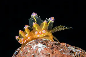 Cerata: Aeolid Nudibranch