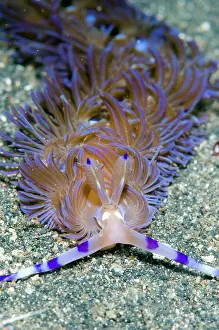 Cerata: Aeolid Nudibranch crawling on black sand