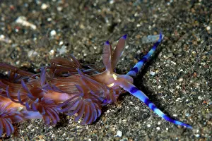 Cerata: Aeolid Nudibranch crawling on black sand