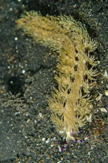 Aeolid: Aeolid Nudibranch crawling on black sand TK3 dive