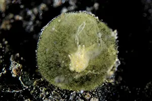 Aeolid: Aeolid Nudibranch in egg sac Hei Nus dive site