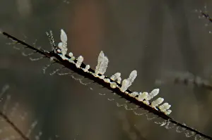 Cerata: Aeolid Nudibranch - on Hydroid (Hydrozoa Class)