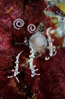Cerata: Aeolid Nudibranches with eggs