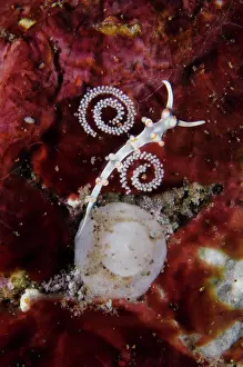 Cerata: Aeolid Nudibranches with eggs