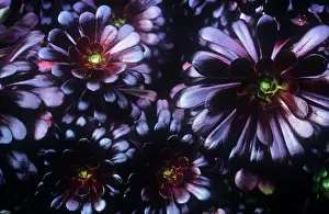 Aeonium: Aeonium