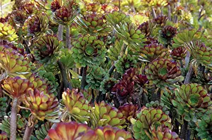 Aeonium: Aeonium
