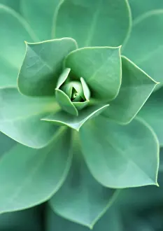 Aeonium: Aeonium