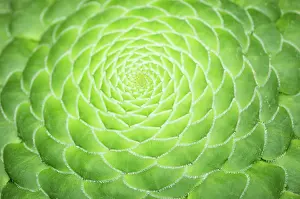 Geometrical: Aeonium