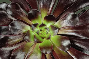 Spiral: Aeonium arboreum