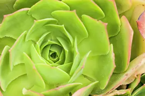 Full Length: Aeonium glutinosum, rosette particular, Liguria, Italy
