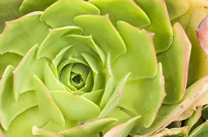 Rosette: Aeonium glutinosum, rosette particular, Liguria