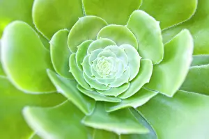 Aeonium: Aeonium Leaves