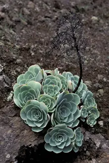 Aeonium: Aeonium - Macaronesia - Growing on volcanic soil