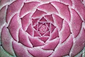 Aeonium: Aeonium tabuliforme
