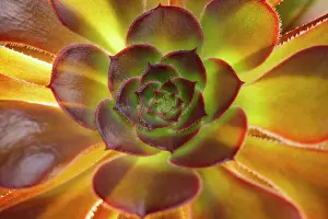 Aeonium: Aeonium Voodoo Leaves - Norfolk UK