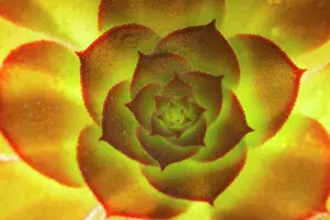 Aeonium: Aeonium Voodoo Leaves - Norfolk UK