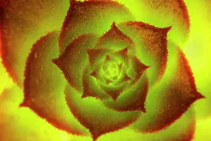Aeonium: Aeonium Voodoo Leaves - Norfolk UK