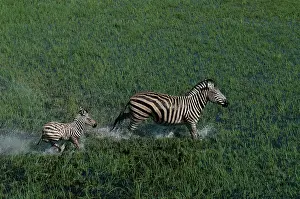 Burchell: Aerial of Burchell's / Common / Plain Zebra and foal Running