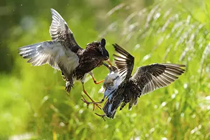 Plane: Aerial fight between two ruffs