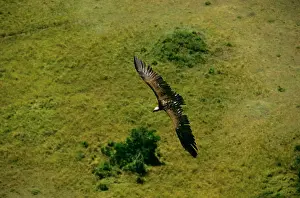Tracheliotus: Aerial - Lappet-faced Vulture - in flight