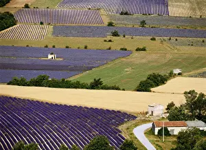 Barnes: Aerial Lavender field (Large format sizes